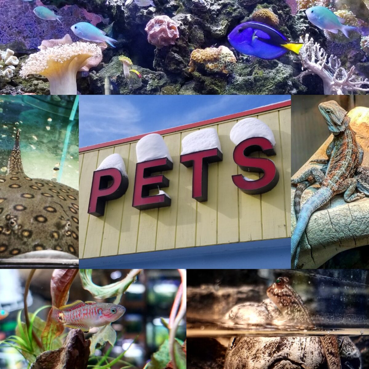 Forest Lake Pets Minnesota’s Place for Tropical Fish