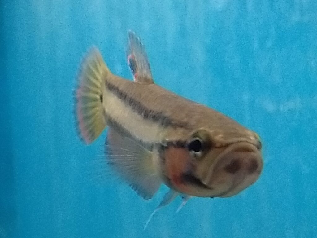 Betta macrostoma fish
