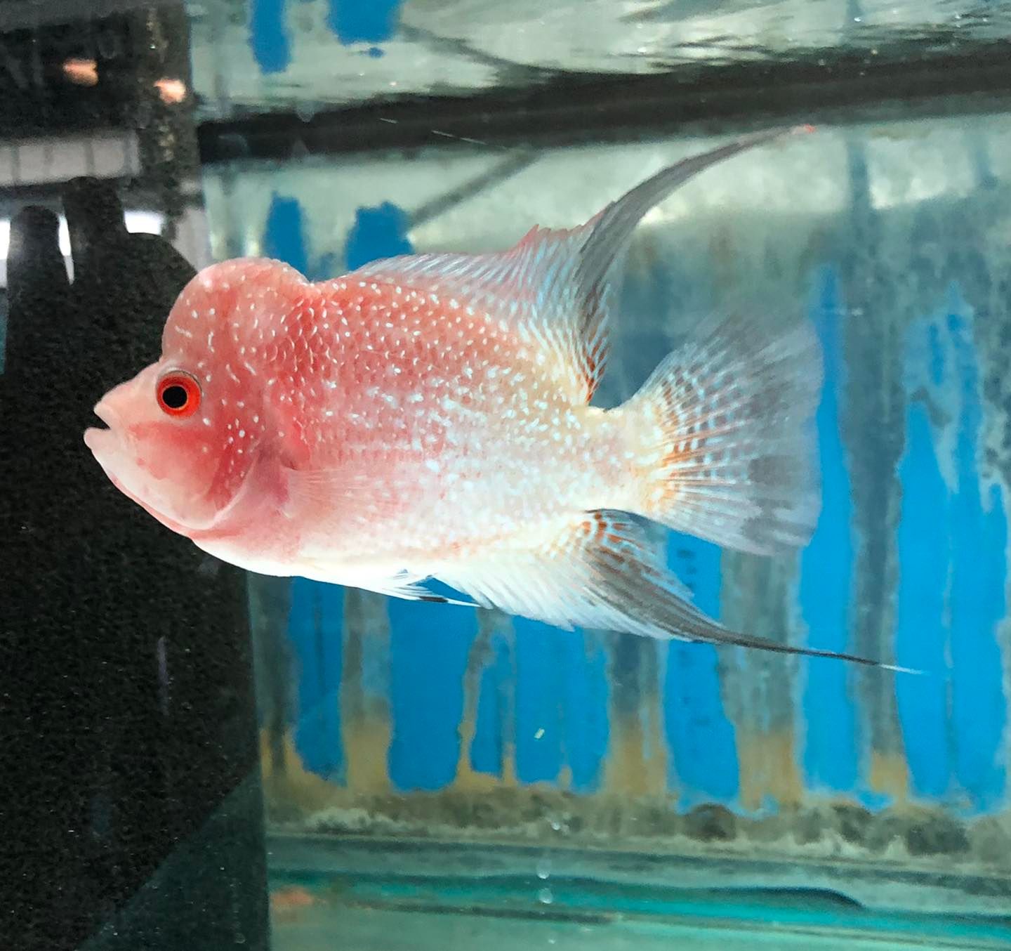 Flowerhorn Cichlids – Forest Lake Pets