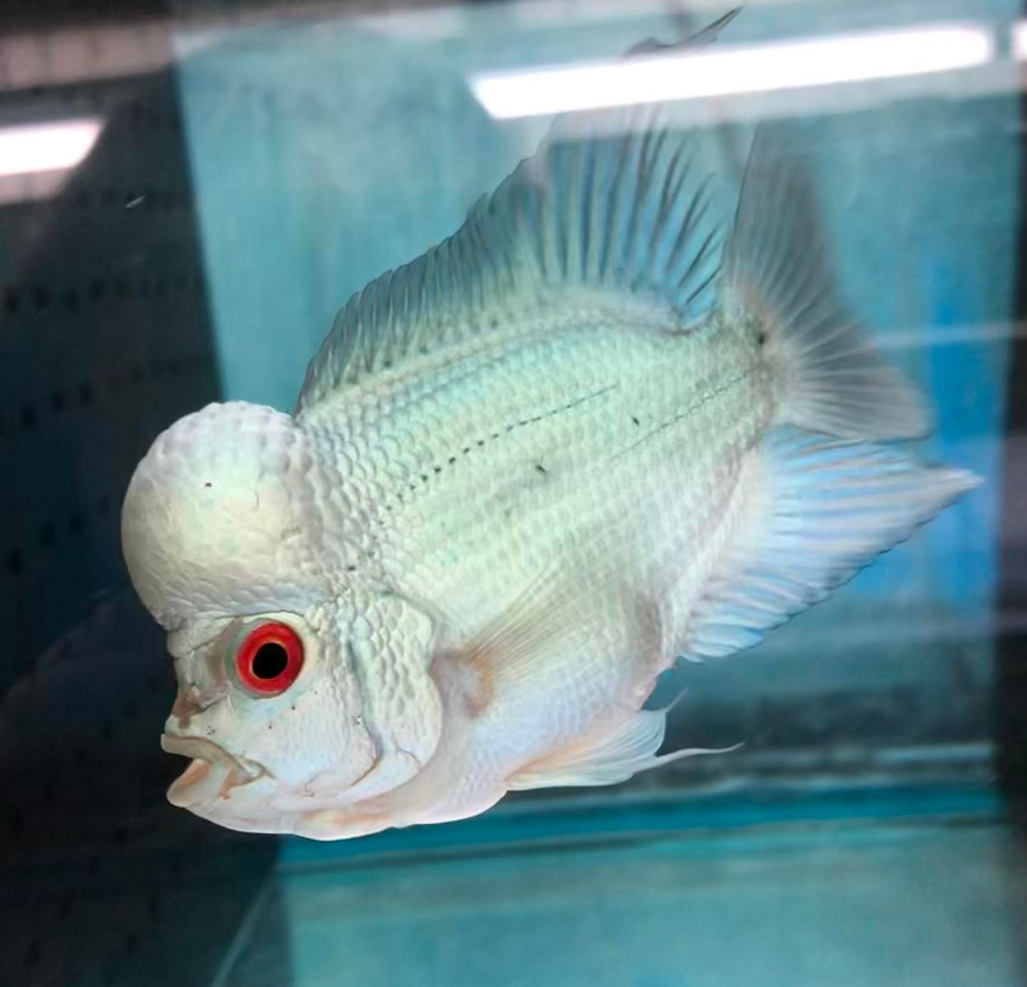 Flowerhorn Cichlids Forest Lake Pets